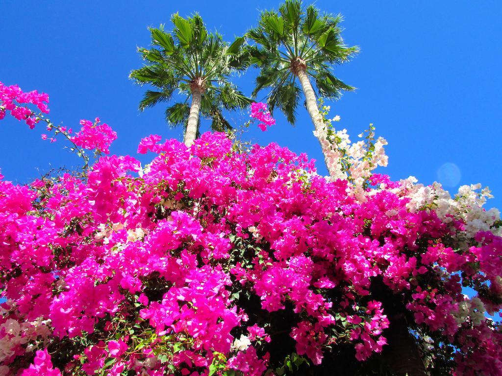 Apartamentos El Capricho Maspalomas  Exteriér fotografie
